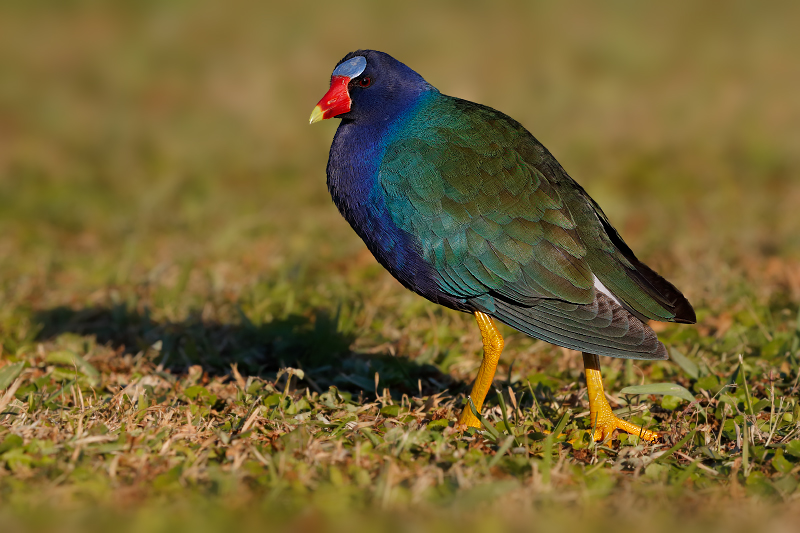 Purple Gallinule