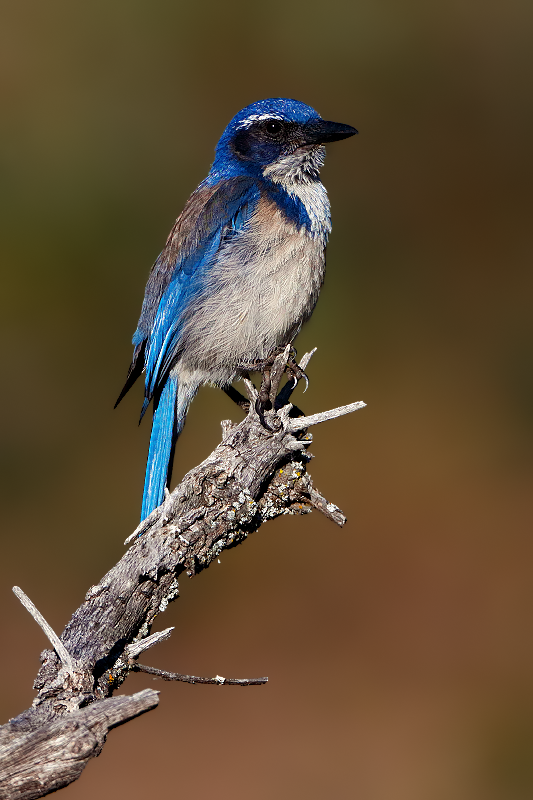 California Scrub-Jay