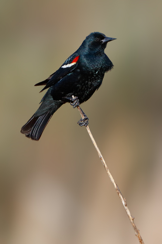 Tricolored Blackbird