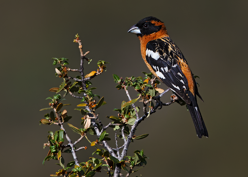 Black-headed Grosbeak