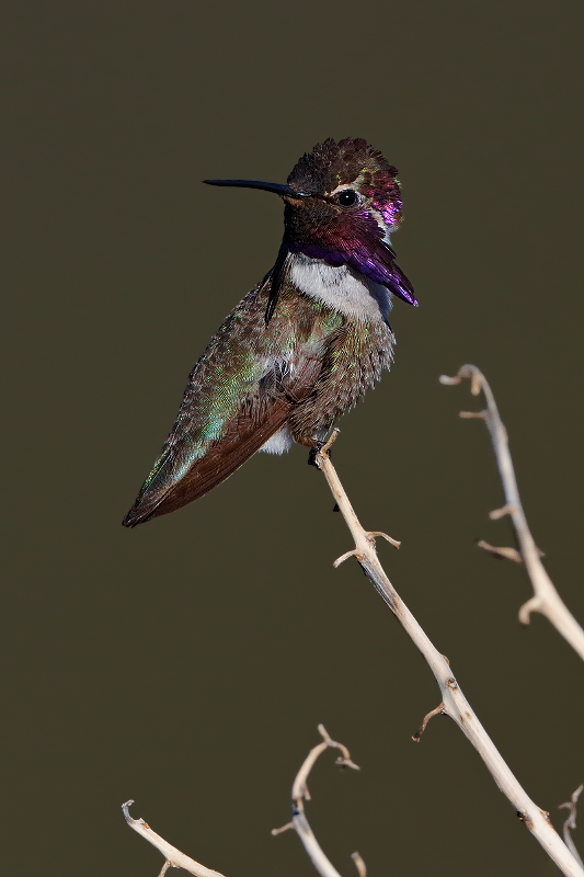 Costa's Hummingbird