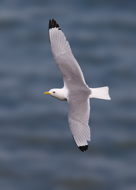 Black-legged Kittiwake