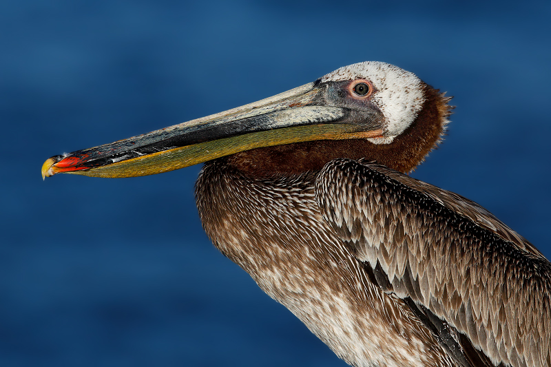 Brown Pelican