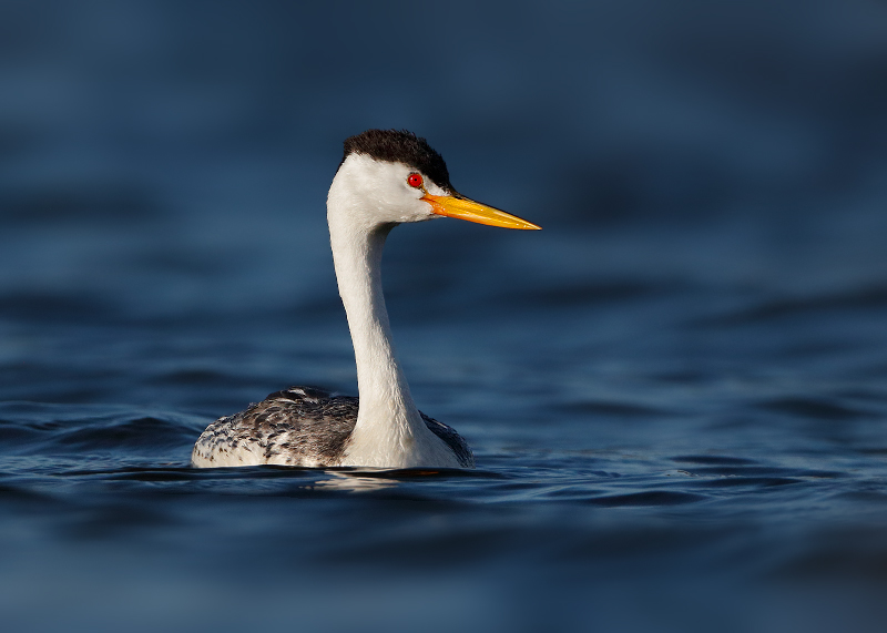 Clark's Grebe 