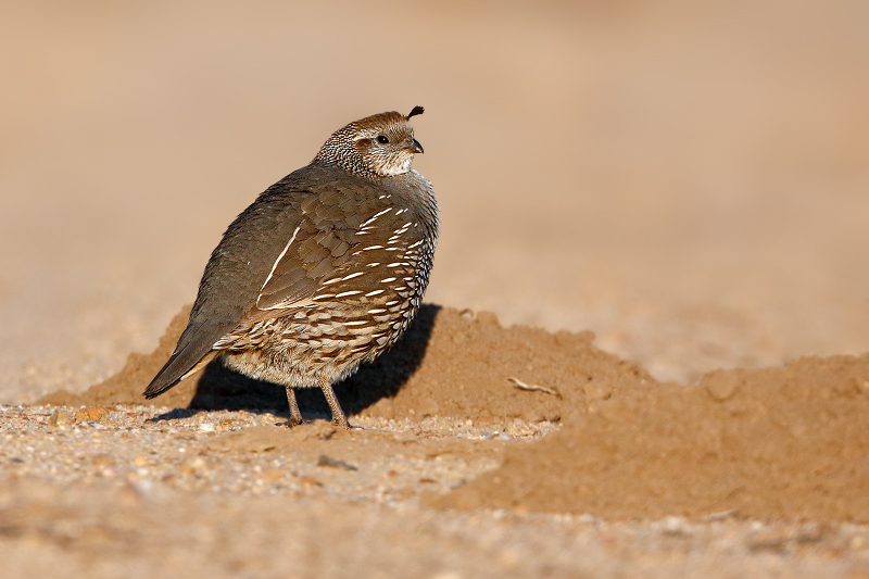 California Quail