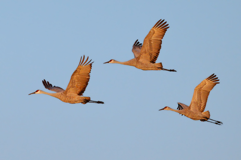 Sandhill Crane