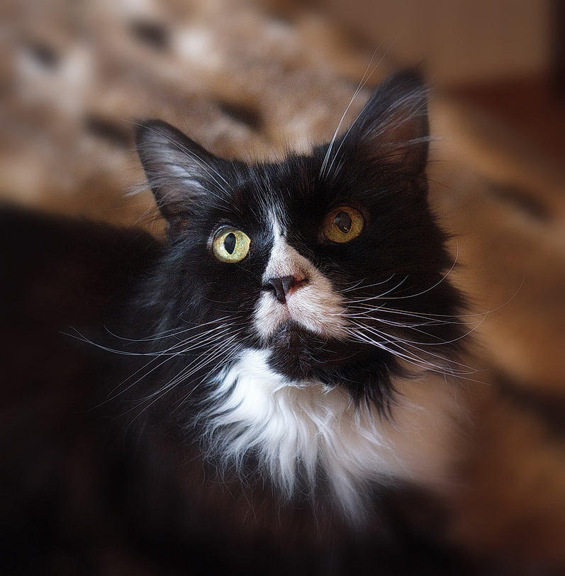 Ferdy