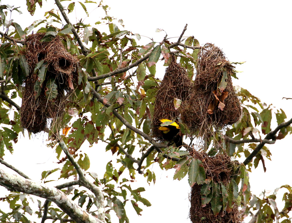 YELLOW-RUMPED CACIQUE NESTS