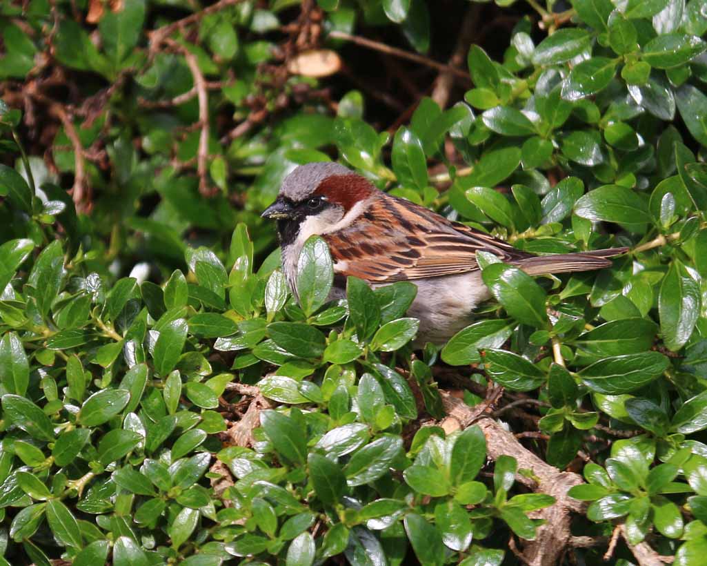 HOUSE SPARROW