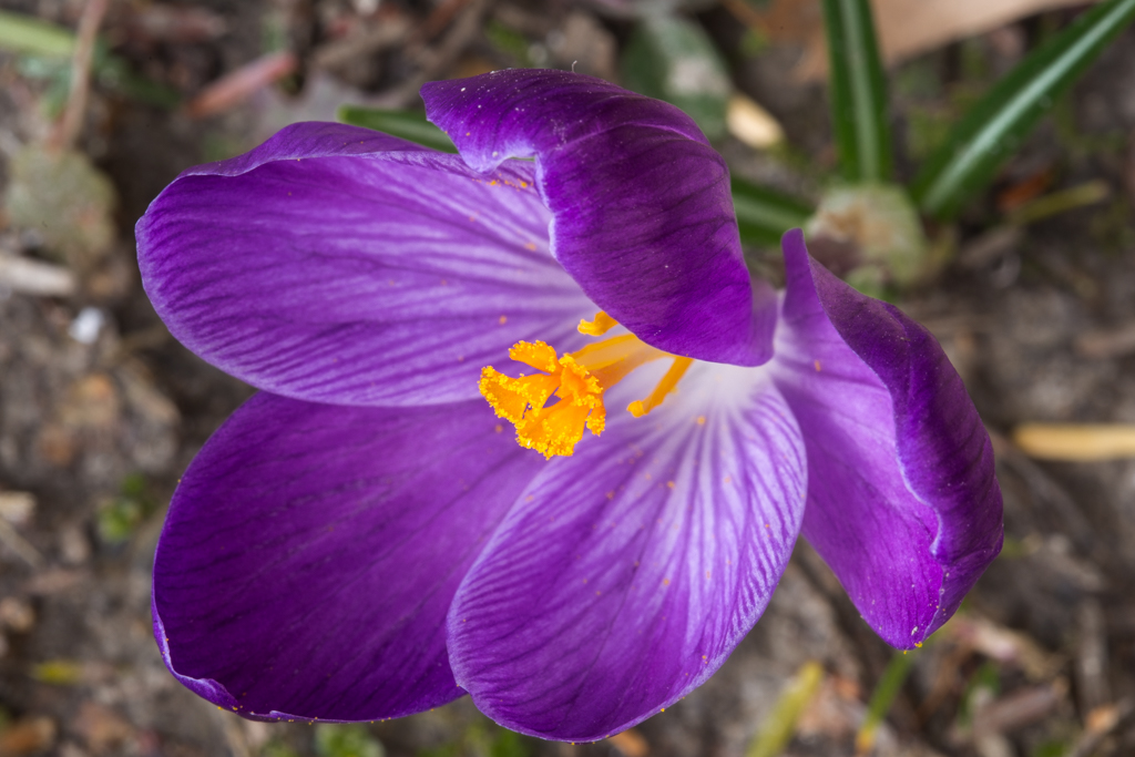 Flower Crocus Close-0160.jpg