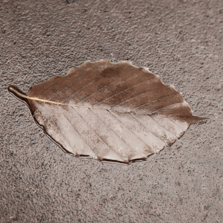 Gold Leaf-9797.jpg
