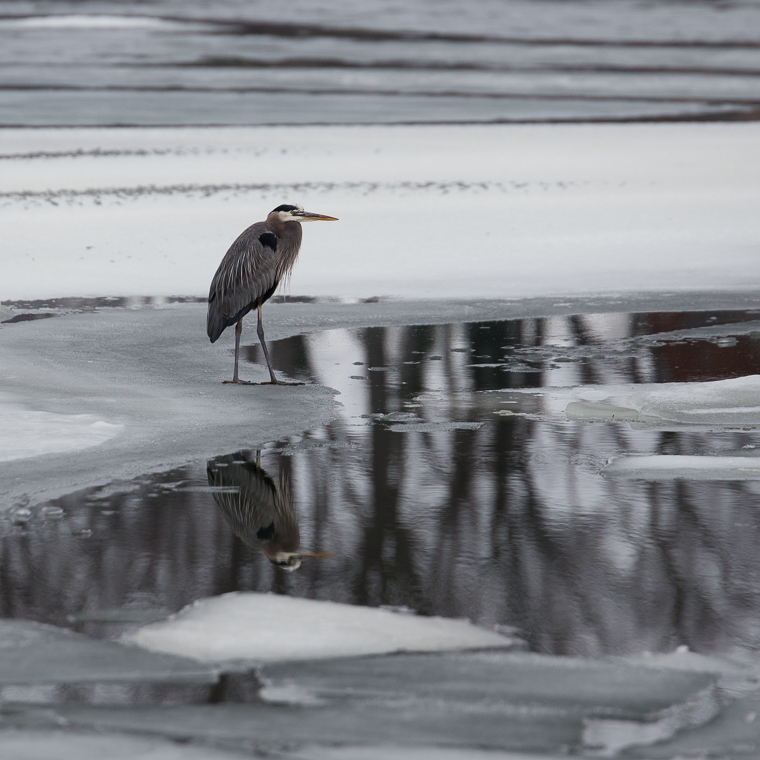 Heron On Ice-4375.jpg