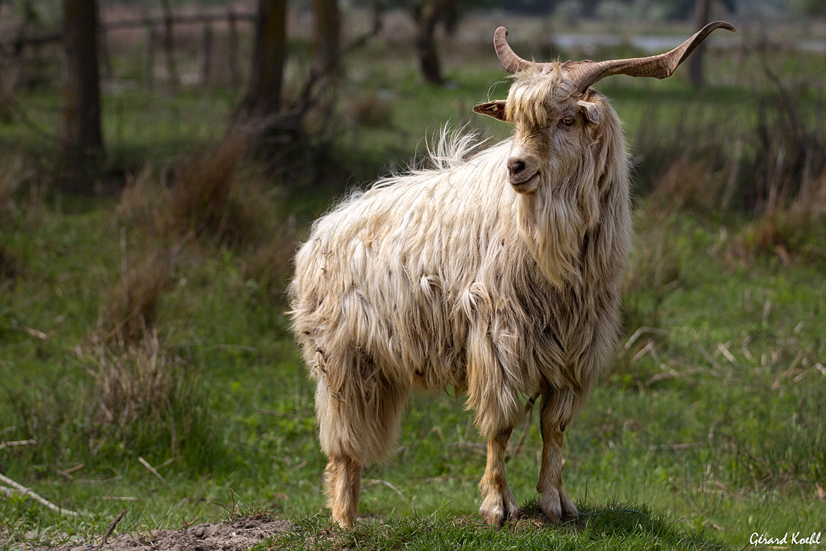 Le bouc de Periprava