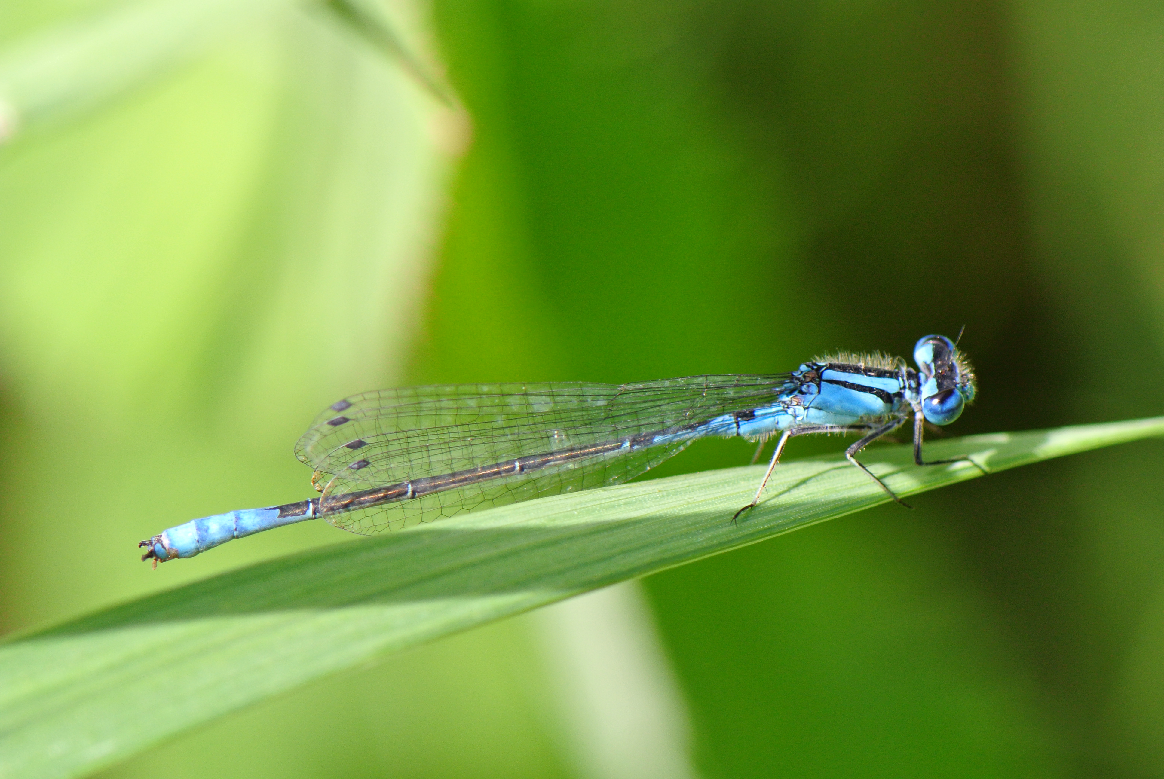 Azure Bluet (Enallagma aspersum ) male