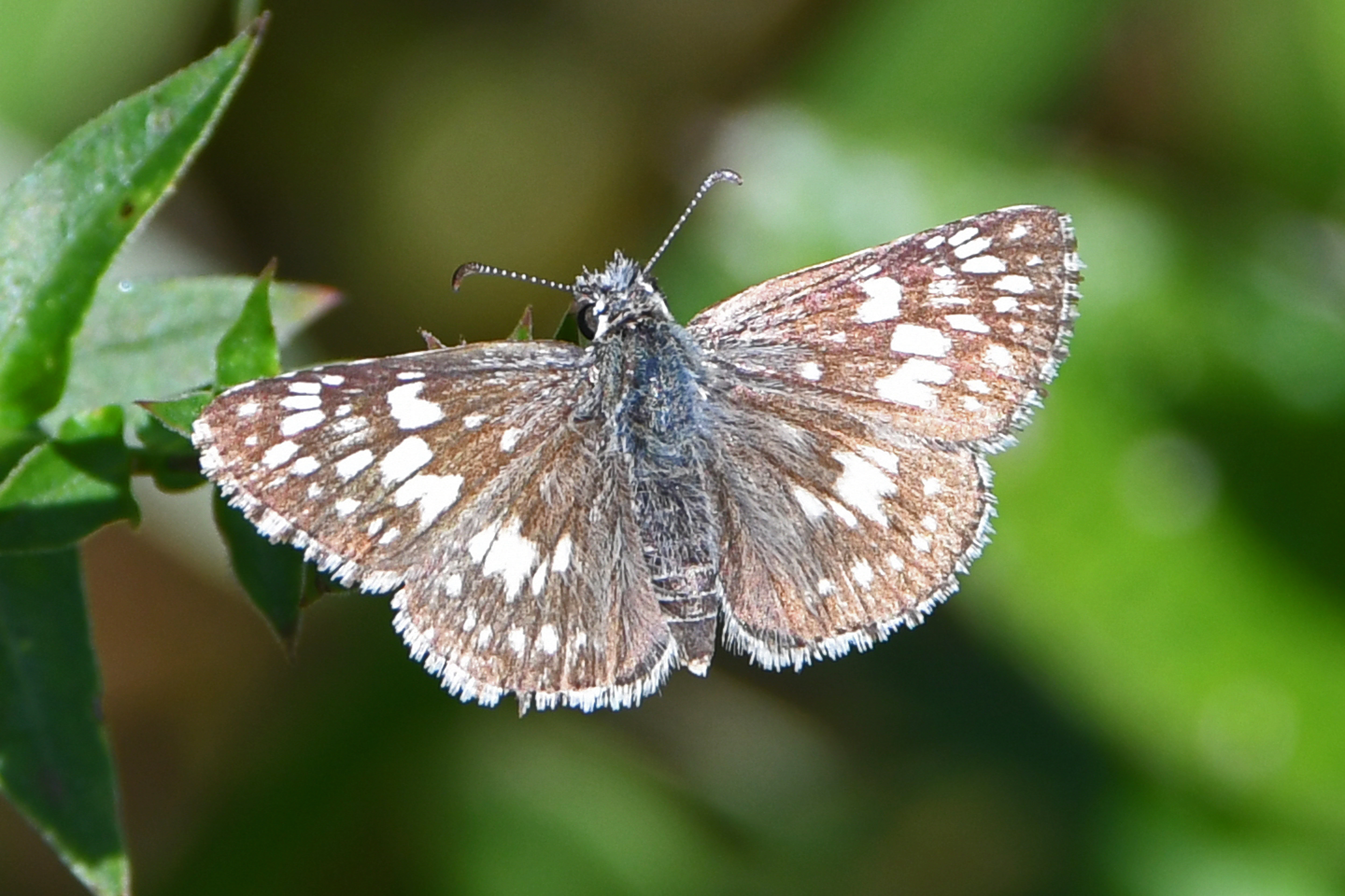 Common Checkered Skipper ( Pyrgus communis )