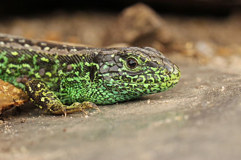 Zandhagedis
