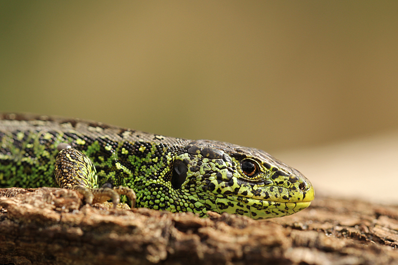 Zandhagedis