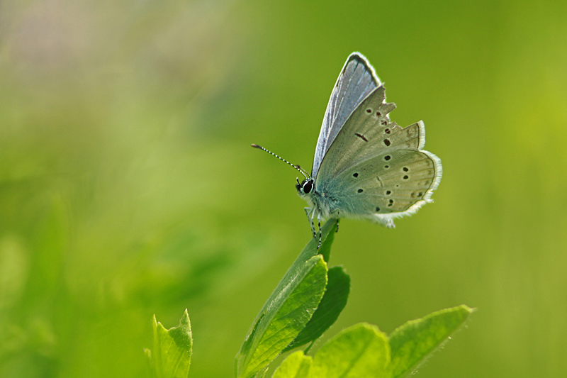 Zuidelijk Staartblauwtje