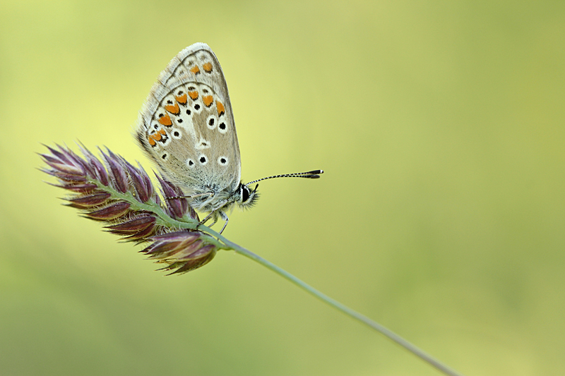 Vals Bruin Blauwtje