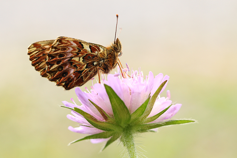 Titanias Parelmoervlinder