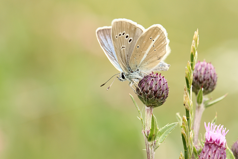 Witstreepblauwtje