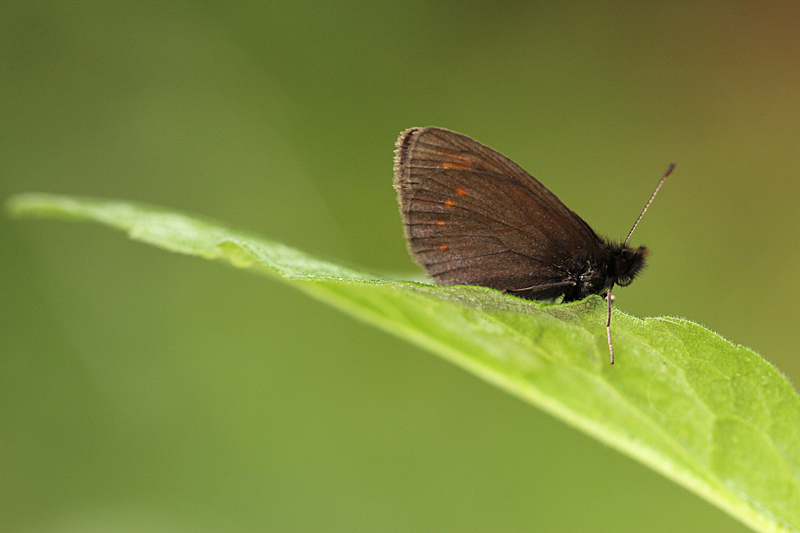 Blinde Bergerebia