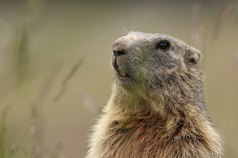 Alpenmarmot