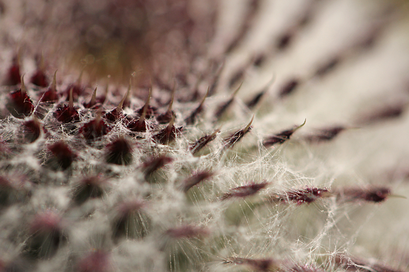 Distel