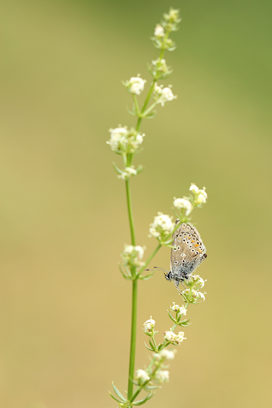 Vals Bruin Blauwtje