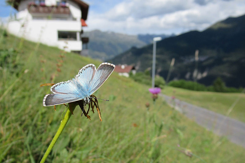 Bleek Blauwtje