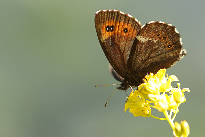 Boserebia