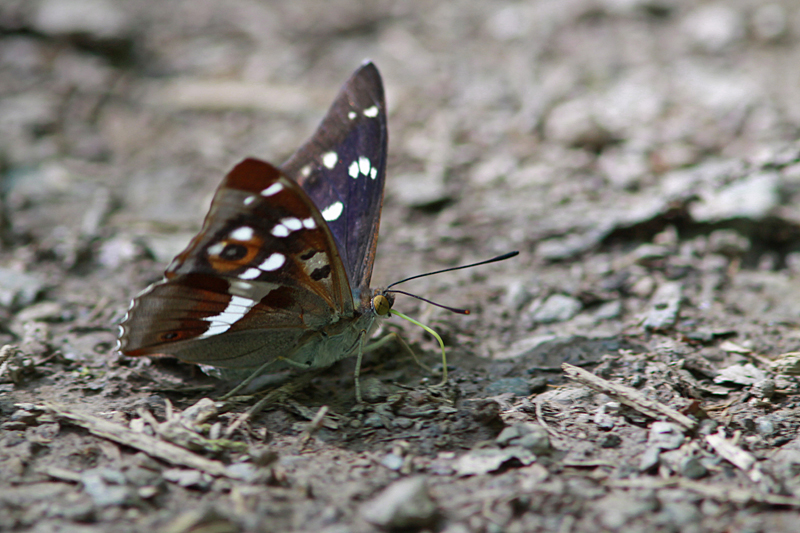 Grote Weerschijnvlinder
