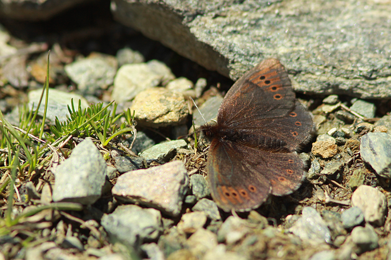 Gewone Dauwerebia