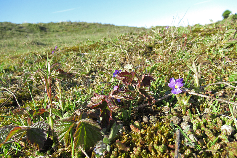 Waardplant en biotoop