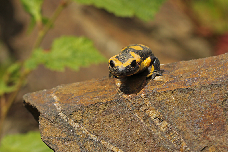 Vuursalamander