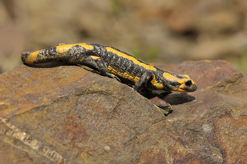 Vuursalamander