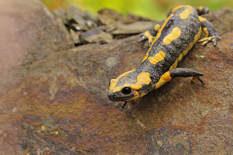 Vuursalamander