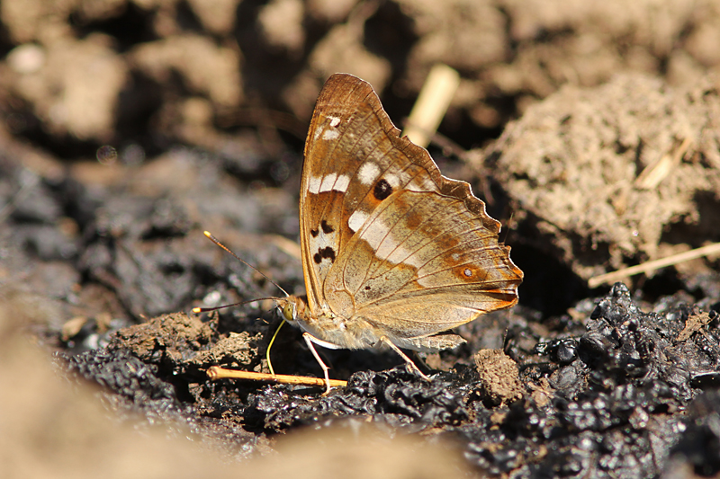 Grote Weerschijnvlinder
