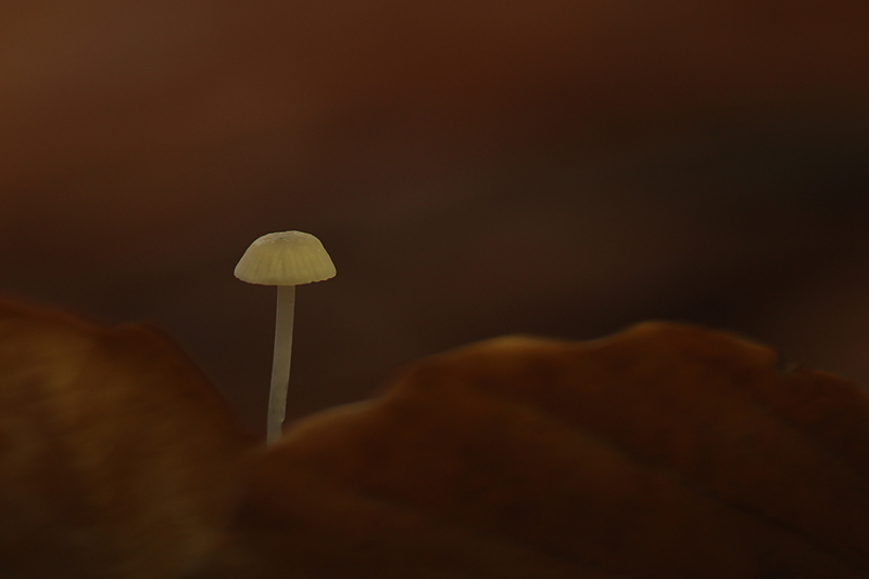 Mycena spec.