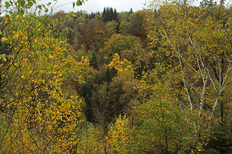 Herfstkleuren