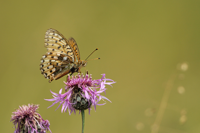 Grote Parelmoervlinder