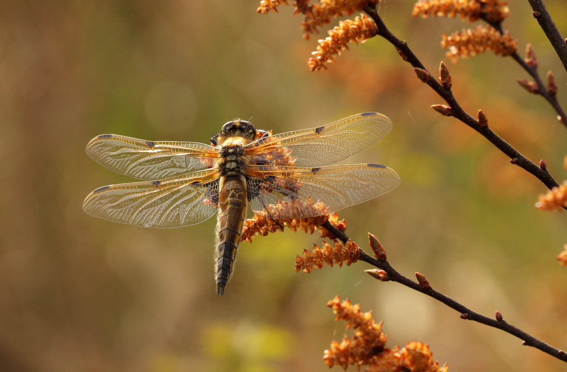 Viervlek - Libellula quadrimaculata