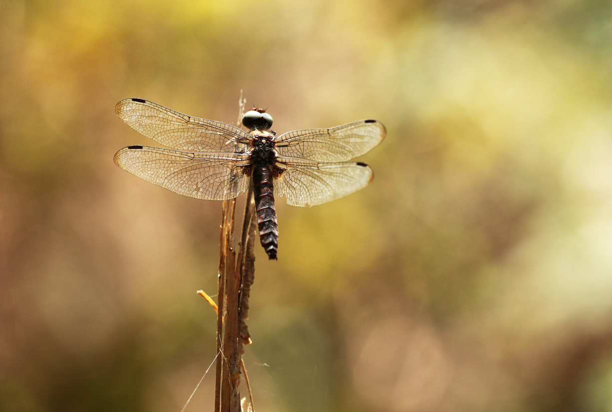 Bruine korenbout - Libellula fulva