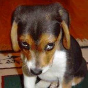 GuiltyDog.jpg