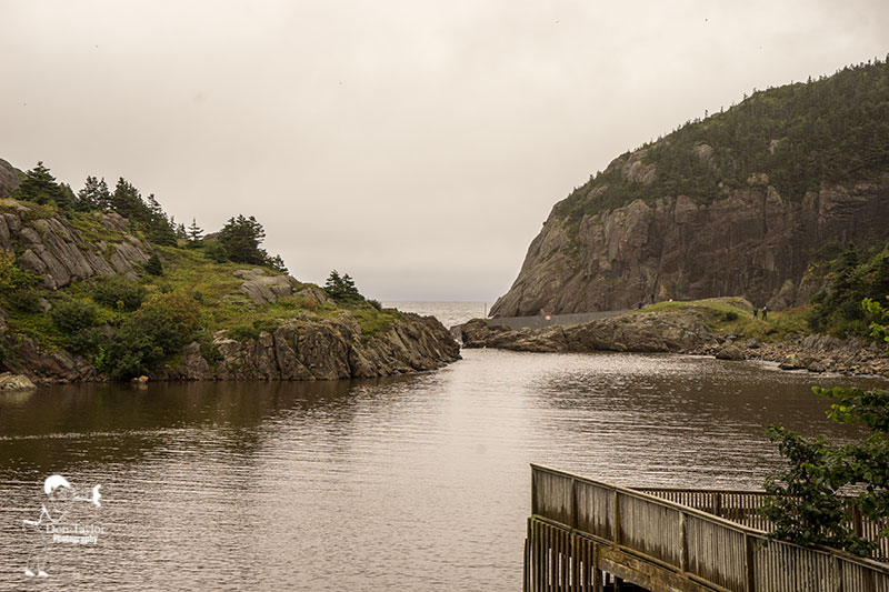 Quidi Vidi Harbour