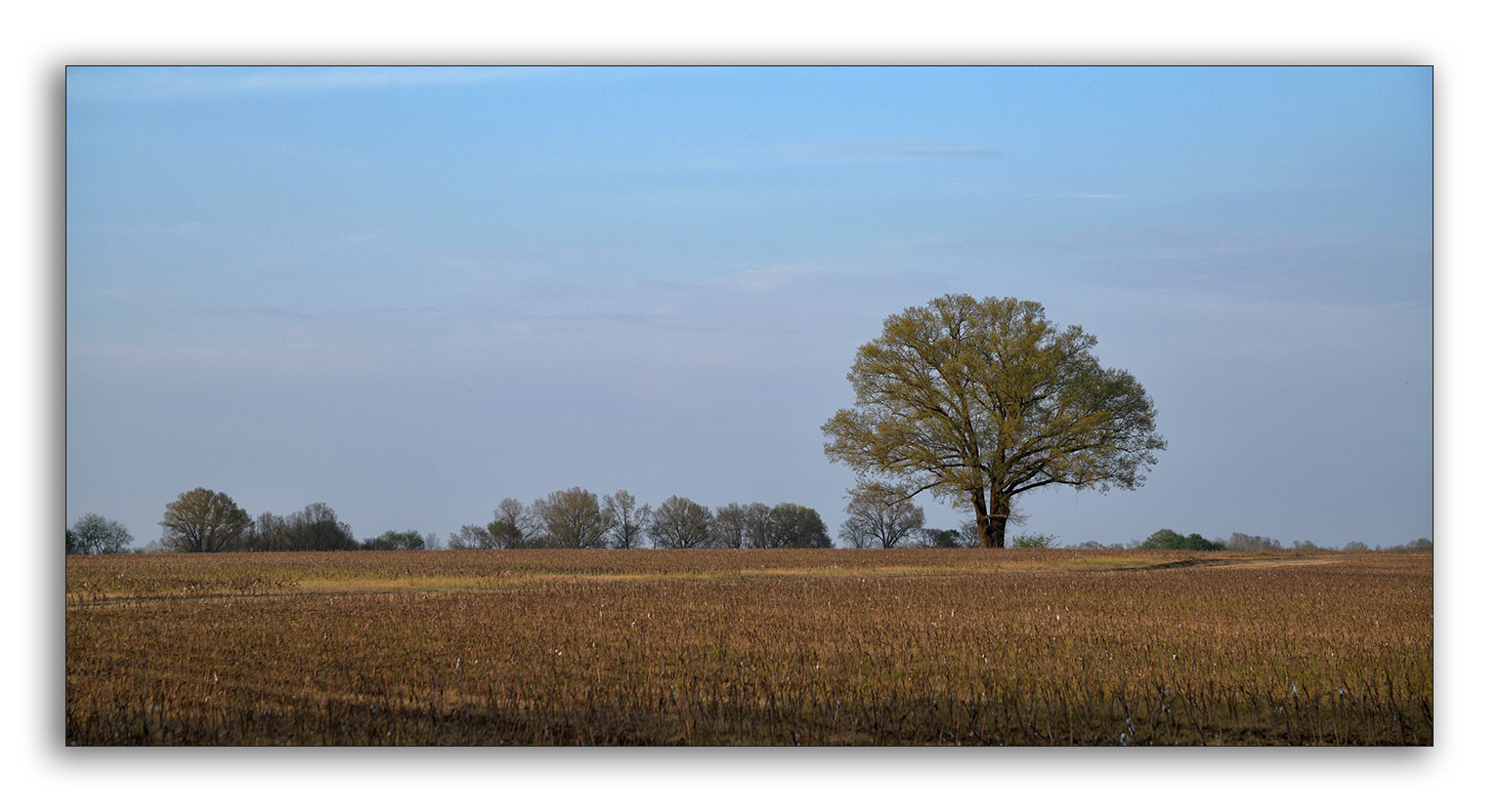 Tree in Cotton Field