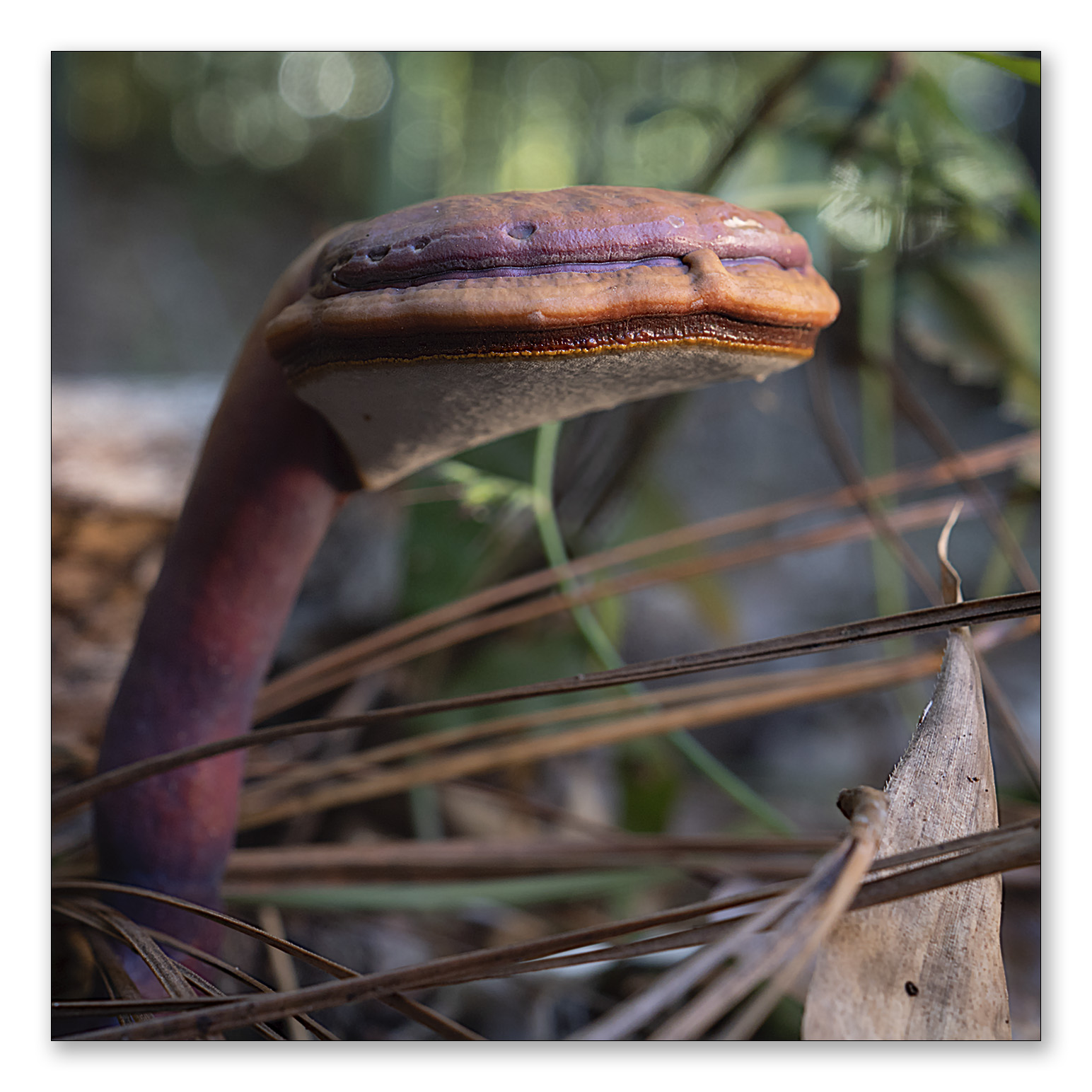 Mushroom, Snake or Alien?