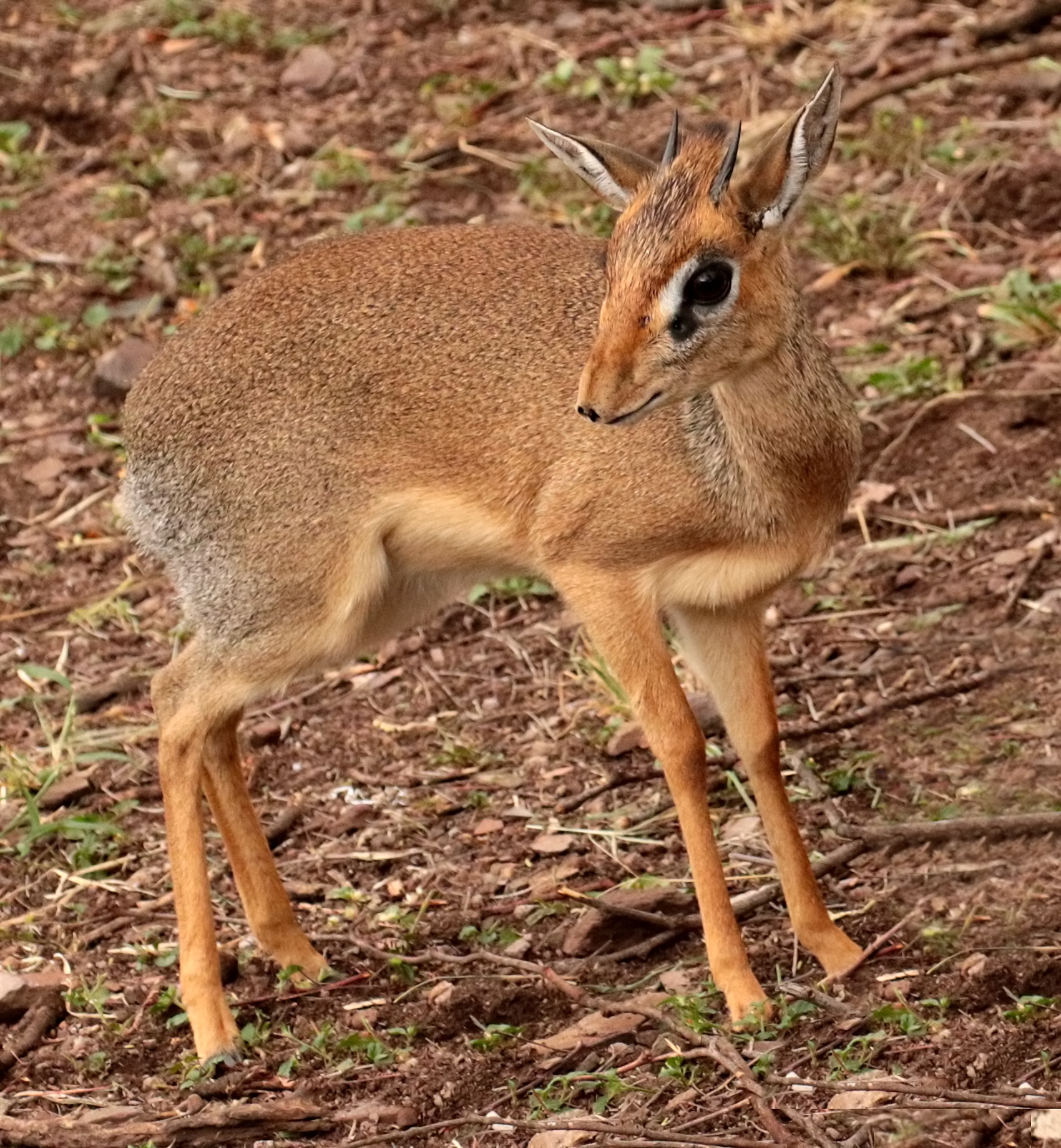 Dik-dik<br>(Madoqua guentheri)