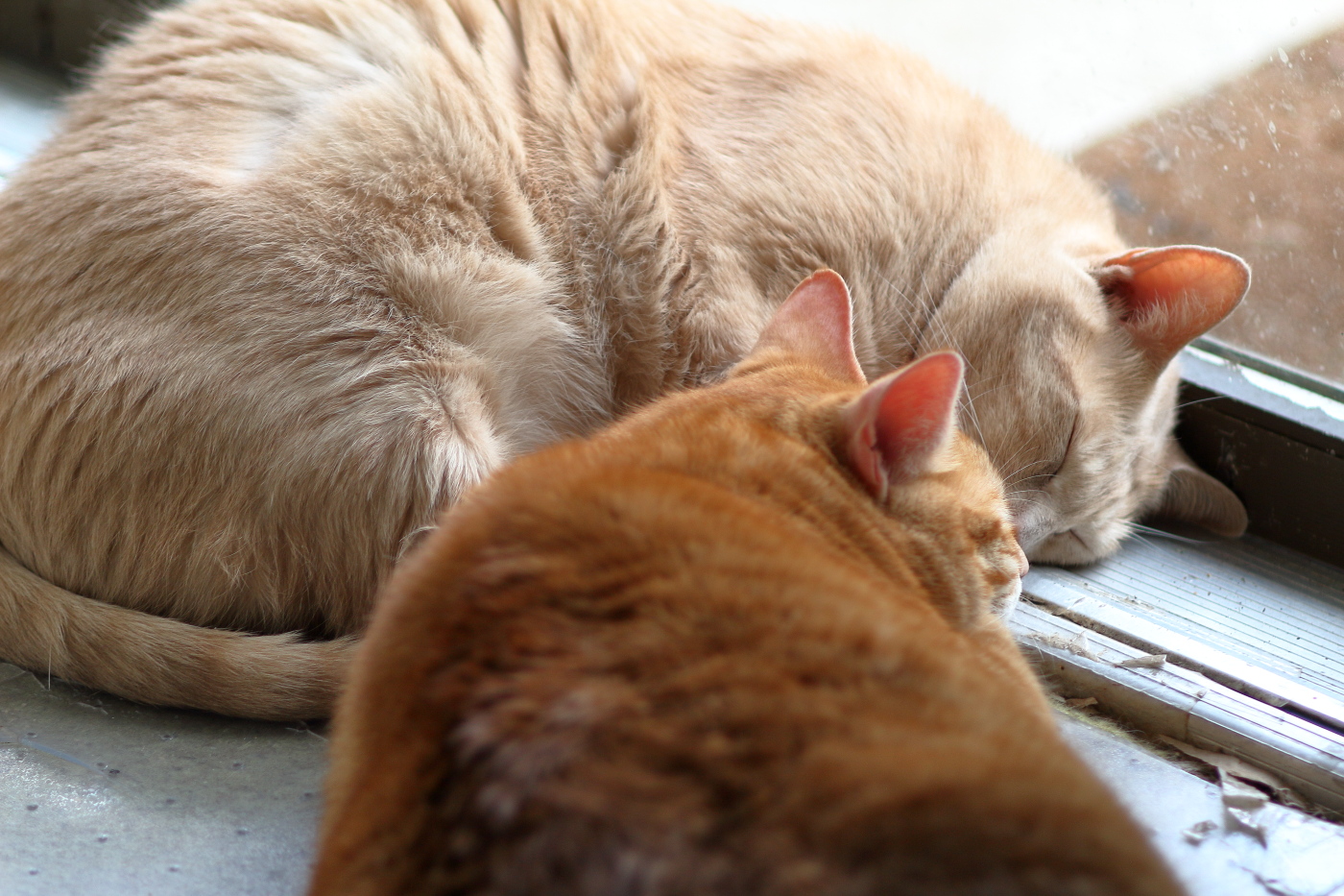 Sylvester and Morris