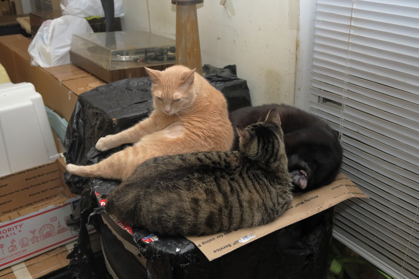 Sylvester, Ling, Ming IMG_3449.JPG